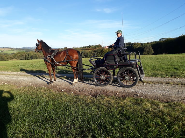 Caballo cuarto de milla Caballo castrado 16 años 145 cm Castaño in Ardagger