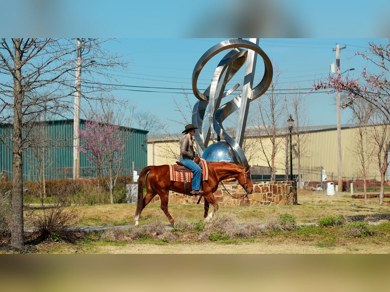 Caballo cuarto de milla Caballo castrado 16 años 147 cm Alazán rojizo in Quitman
