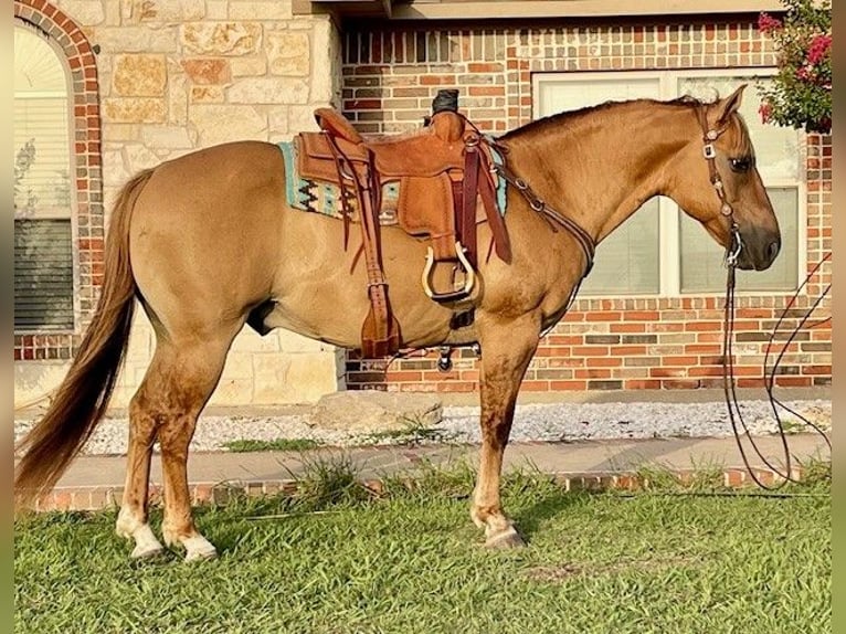 Caballo cuarto de milla Caballo castrado 16 años 147 cm Bayo in Pilot Point