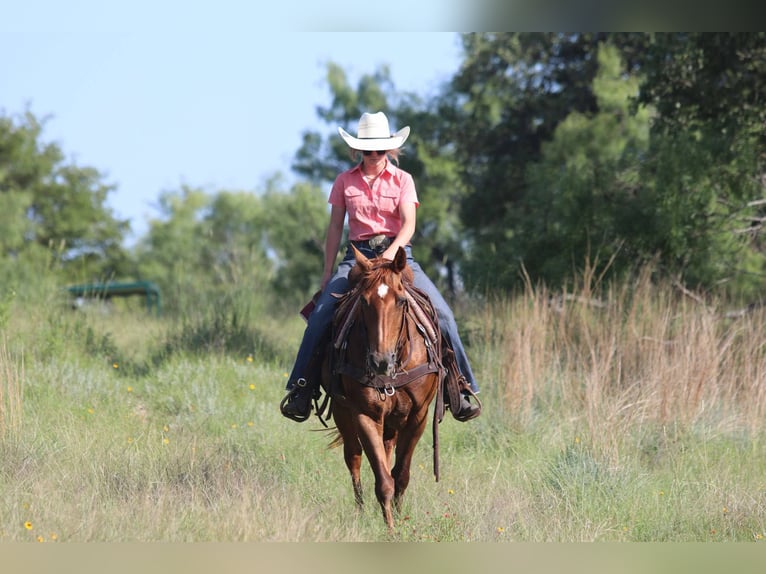 Caballo cuarto de milla Caballo castrado 16 años 150 cm Alazán-tostado in Lipan TX