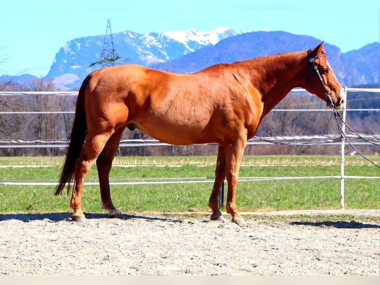 Caballo cuarto de milla Caballo castrado 16 años 151 cm Alazán in Kirchbichl