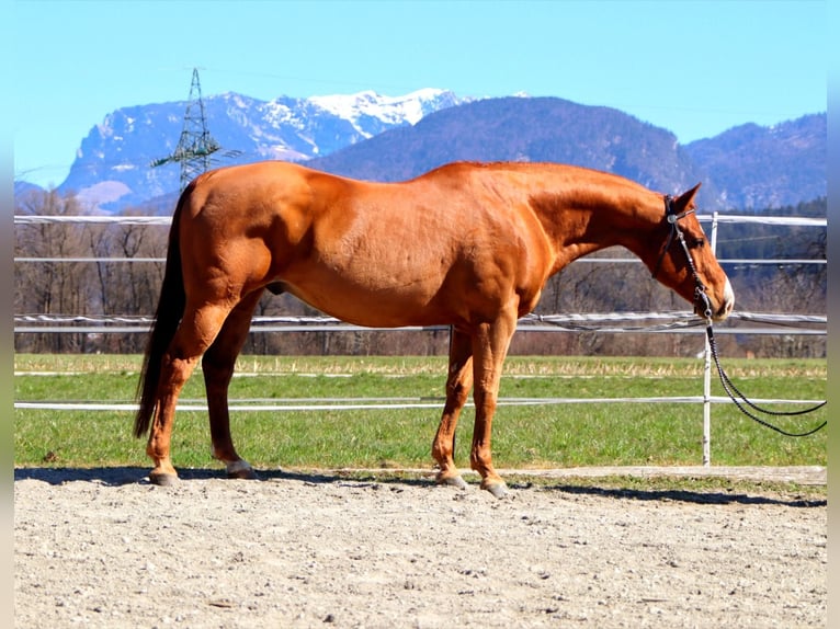 Caballo cuarto de milla Caballo castrado 16 años 151 cm Alazán in Kirchbichl