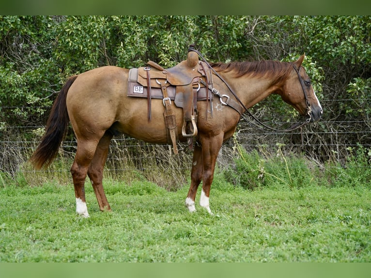 Caballo cuarto de milla Caballo castrado 16 años 152 cm Alazán rojizo in Corsica