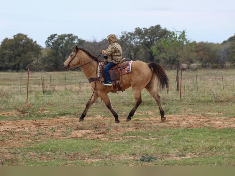 Caballo cuarto de milla Caballo castrado 16 años 152 cm Buckskin/Bayo in Stephenville TX