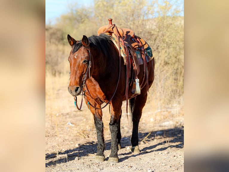 Caballo cuarto de milla Caballo castrado 16 años 152 cm Castaño rojizo in Camp Verde Az