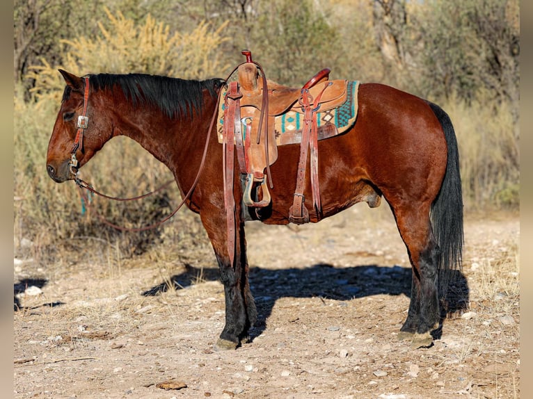 Caballo cuarto de milla Caballo castrado 16 años 152 cm Castaño rojizo in Camp Verde Az