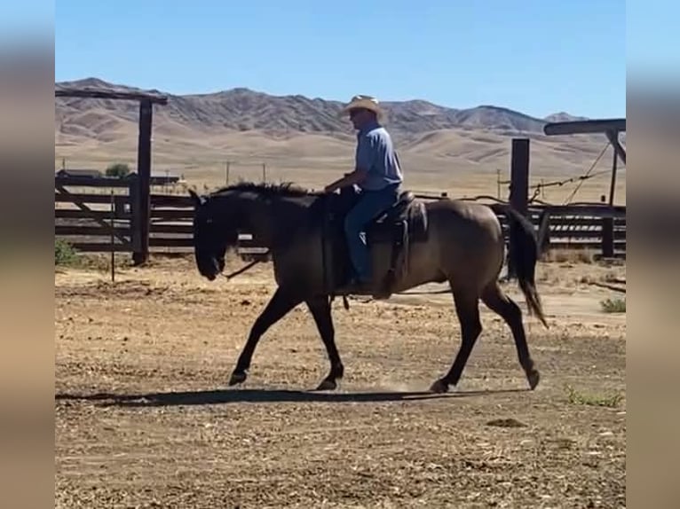 Caballo cuarto de milla Caballo castrado 16 años 152 cm Grullo in Tres Pinos