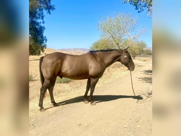 Caballo cuarto de milla Caballo castrado 16 años 152 cm Grullo in Tres Pinos