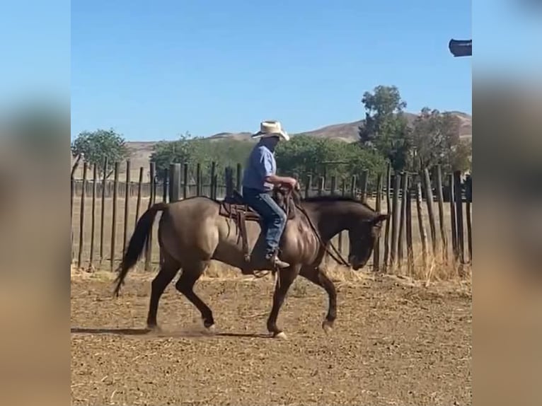 Caballo cuarto de milla Caballo castrado 16 años 152 cm Grullo in Tres Pinos