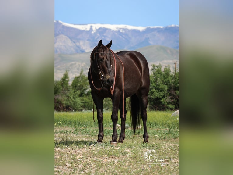 Caballo cuarto de milla Caballo castrado 16 años 152 cm Negro in Cody
