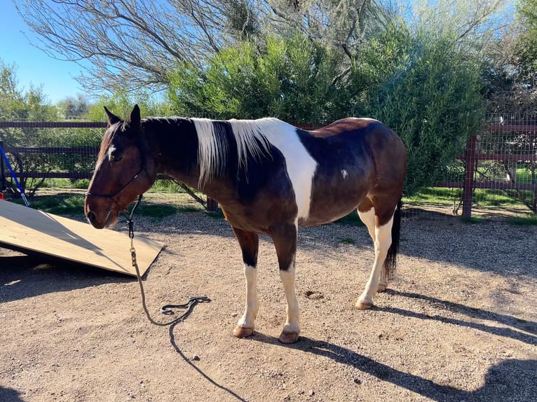 Caballo cuarto de milla Mestizo Caballo castrado 16 años 152 cm Pío in Scottsdale