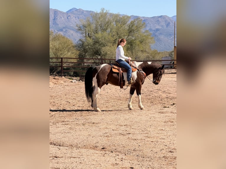 Caballo cuarto de milla Mestizo Caballo castrado 16 años 152 cm Pío in Scottsdale