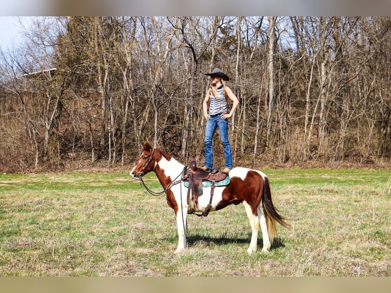 Caballo cuarto de milla Caballo castrado 16 años 152 cm Tobiano-todas las-capas in Hillsboro KY