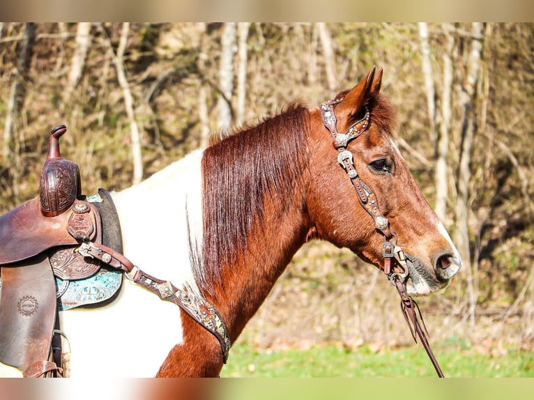 Caballo cuarto de milla Caballo castrado 16 años 152 cm Tobiano-todas las-capas in Hillsboro KY