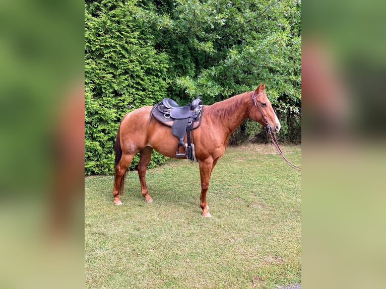 Caballo cuarto de milla Caballo castrado 16 años 163 cm Ruano alazán in Royersford Caballo cuarto de milla Caballo castrado 16 años 163 cm Ruano alazán in Royersford