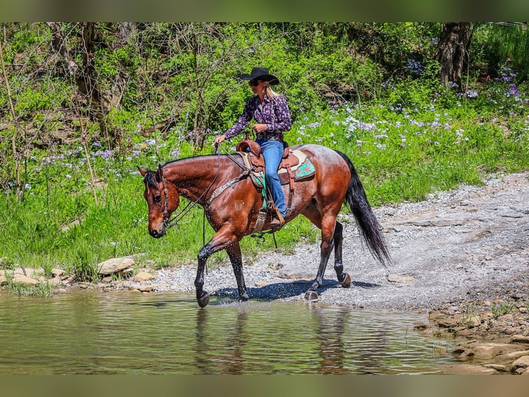 Caballo cuarto de milla Caballo castrado 16 años 165 cm Castaño-ruano in Flemingsburg Ky