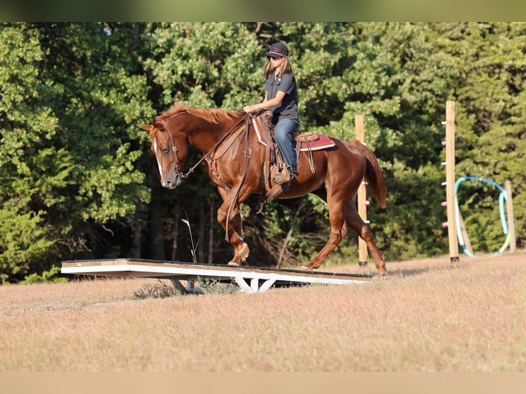 Caballo cuarto de milla Caballo castrado 16 años Alazán rojizo in Stillwater