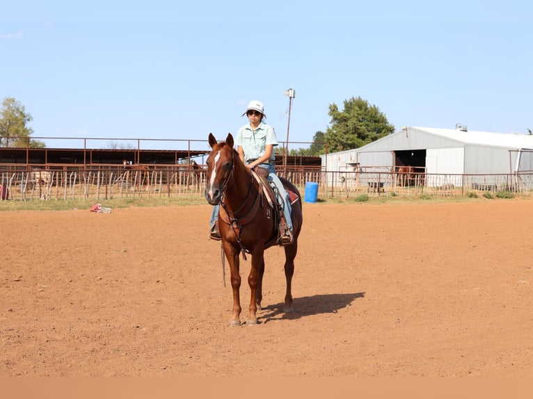 Caballo cuarto de milla Caballo castrado 16 años Alazán rojizo in Stillwater