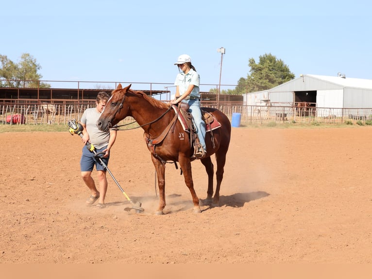 Caballo cuarto de milla Caballo castrado 16 años Alazán rojizo in Stillwater