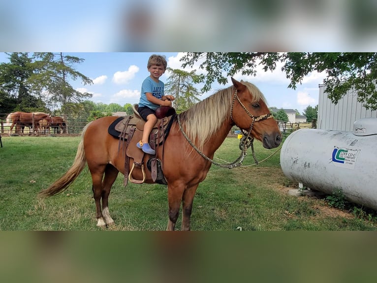 Caballo cuarto de milla Caballo castrado 16 años Alazán-tostado in CEDAR RAPIDS, IA