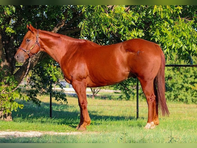 Caballo cuarto de milla Caballo castrado 16 años Alazán-tostado in stephenville TX