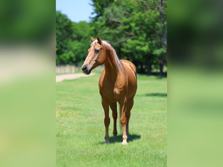 Caballo cuarto de milla Caballo castrado 16 años Palomino in Forney
