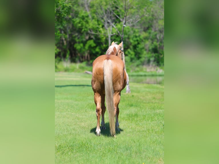 Caballo cuarto de milla Caballo castrado 16 años Palomino in Forney