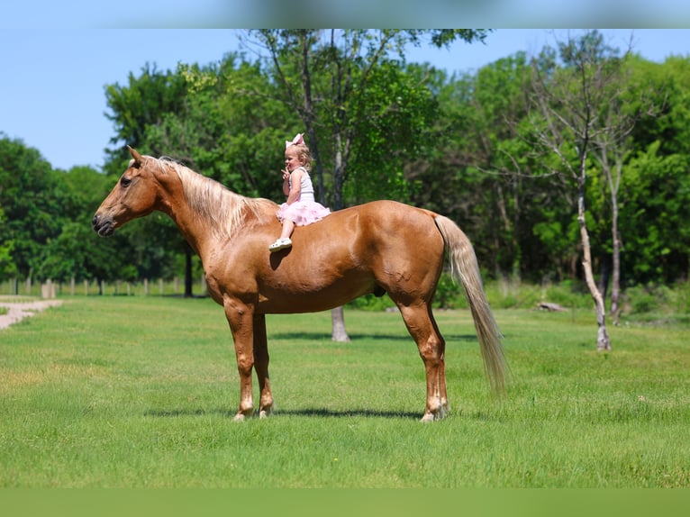 Caballo cuarto de milla Caballo castrado 16 años Palomino in Forney