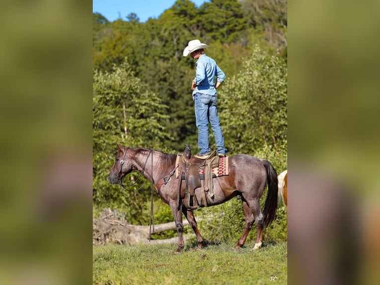 Caballo cuarto de milla Caballo castrado 16 años Ruano alazán in Quitman