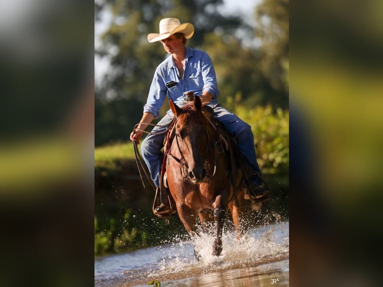 Caballo cuarto de milla Caballo castrado 16 años Ruano alazán in Quitman
