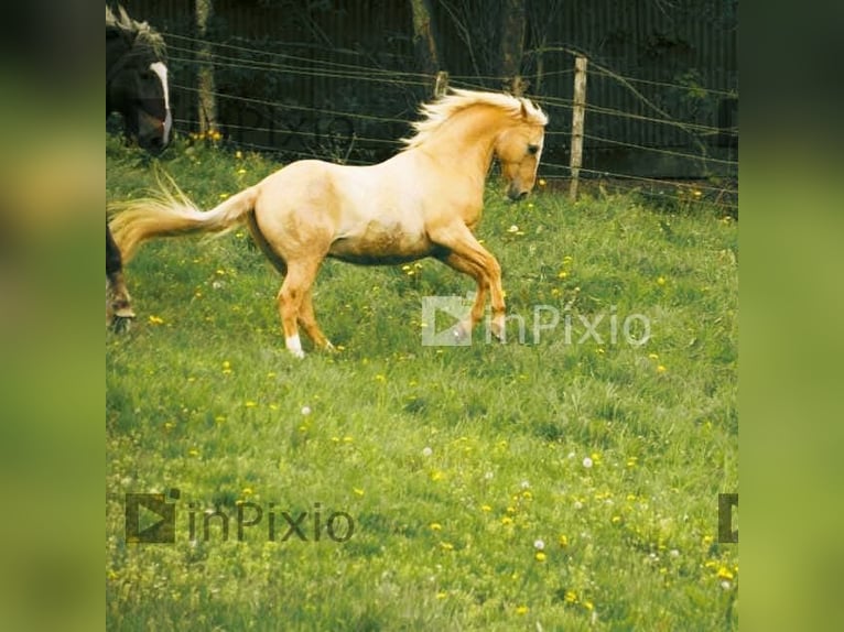 Caballo cuarto de milla Caballo castrado 16 años in Wipperfürth