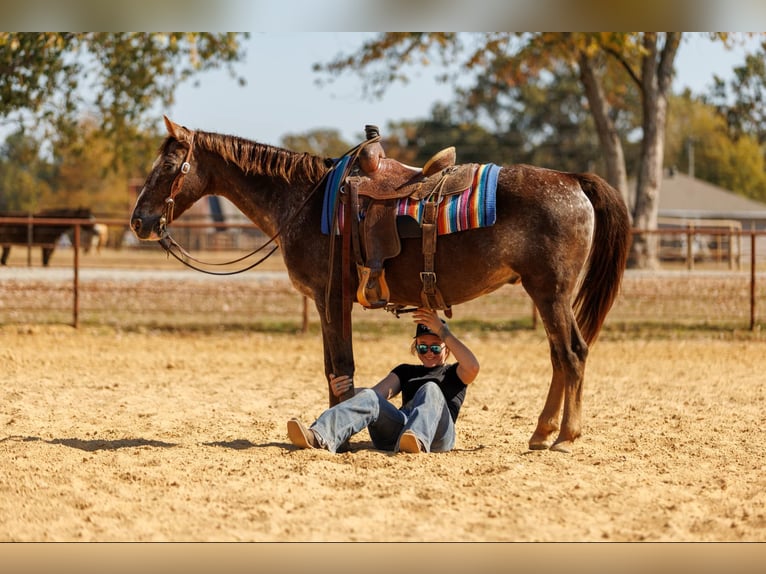 Caballo cuarto de milla Caballo castrado 17 años 145 cm Ruano alazán in Quitman AR