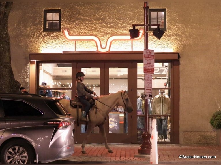 Caballo cuarto de milla Caballo castrado 17 años 147 cm Palomino in Weatherford TX