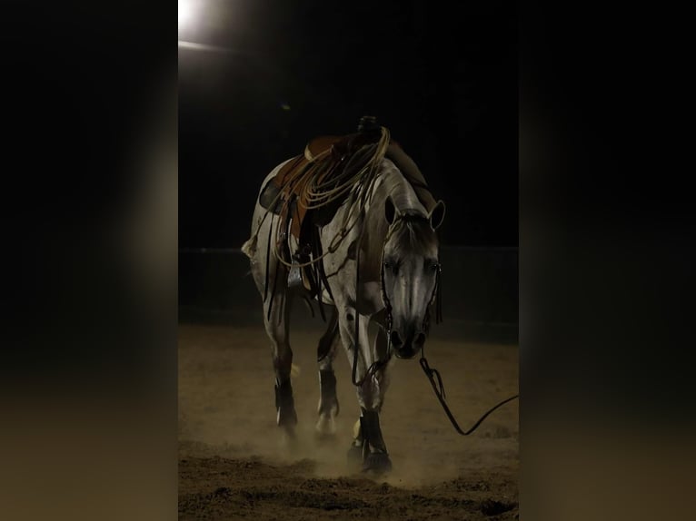 Caballo cuarto de milla Caballo castrado 17 años 147 cm Tordo in Quitman AR