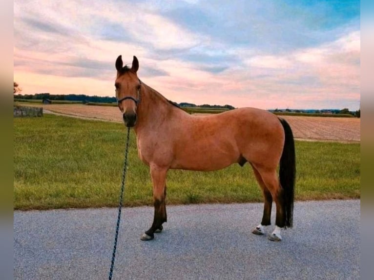 Caballo cuarto de milla Caballo castrado 17 años 150 cm Buckskin/Bayo in Freilassing