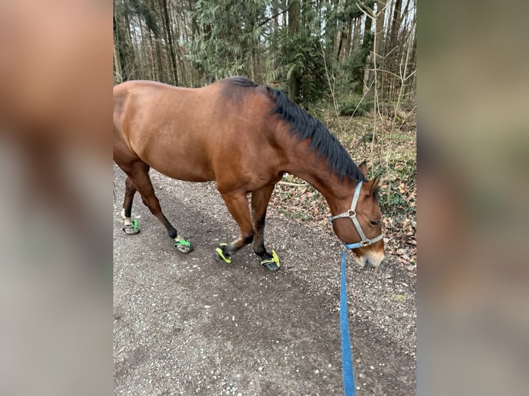 Caballo cuarto de milla Caballo castrado 17 años 150 cm Castaño in PforzheimPforzheim