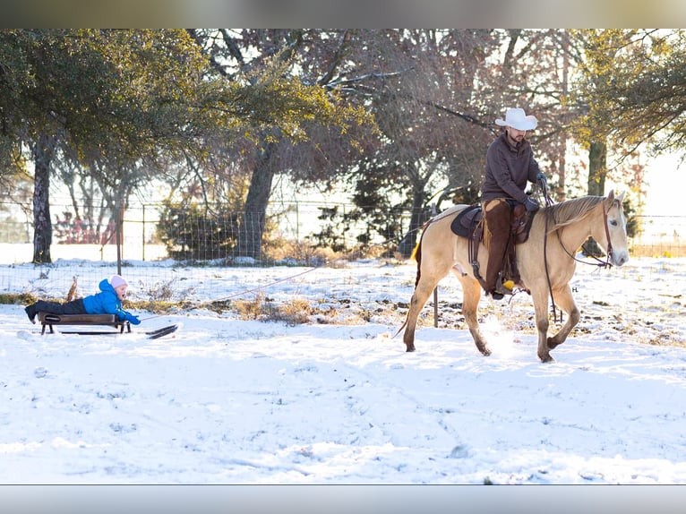 Caballo cuarto de milla Caballo castrado 17 años 150 cm Champán in Weatherford TX