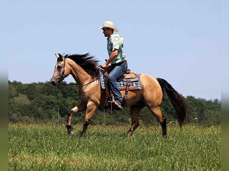 Caballo cuarto de milla Caballo castrado 17 años 152 cm Buckskin/Bayo in Somerset KY