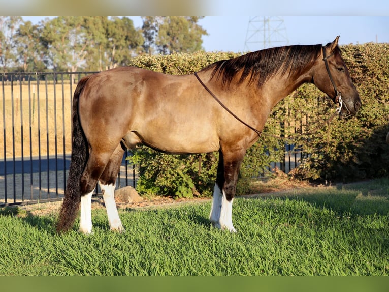Caballo cuarto de milla Caballo castrado 17 años 152 cm Grullo in Pleasant Grove CA