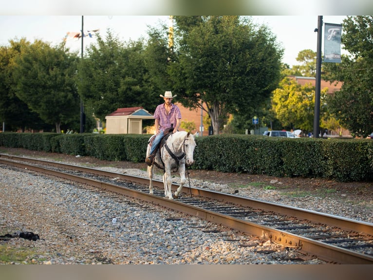 Caballo cuarto de milla Caballo castrado 17 años 152 cm White/Blanco in Fayetteville NC