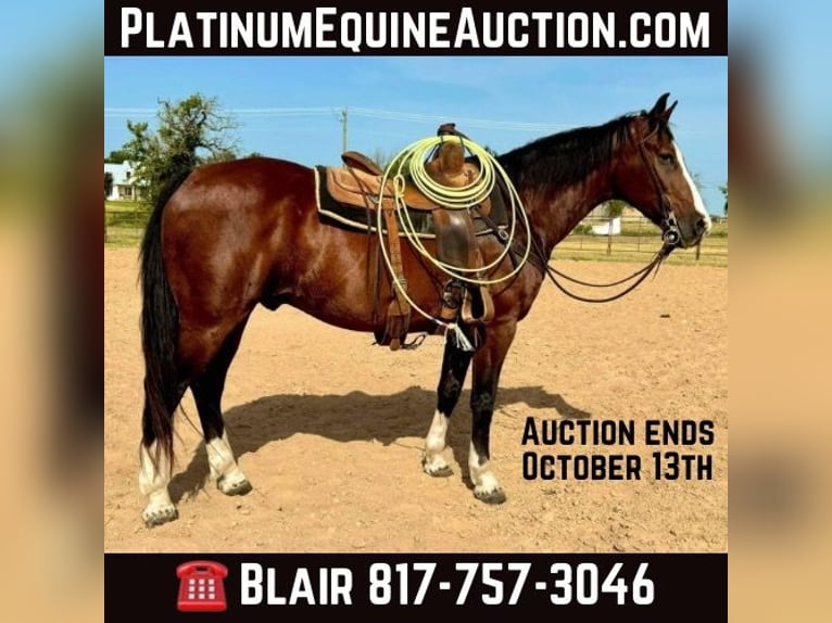 Caballo cuarto de milla Caballo castrado 17 años 155 cm Castaño rojizo in weatherford TX