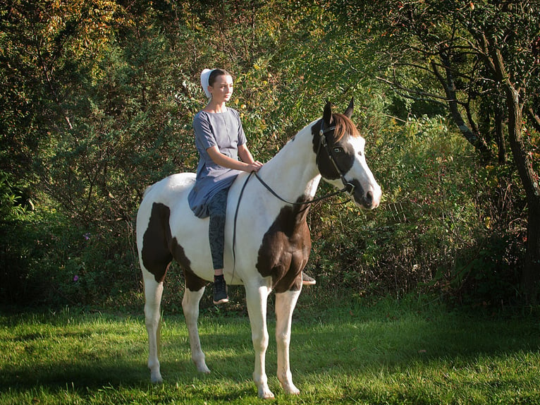 Caballo cuarto de milla Caballo castrado 17 años 155 cm Tobiano-todas las-capas in Coatesville PA