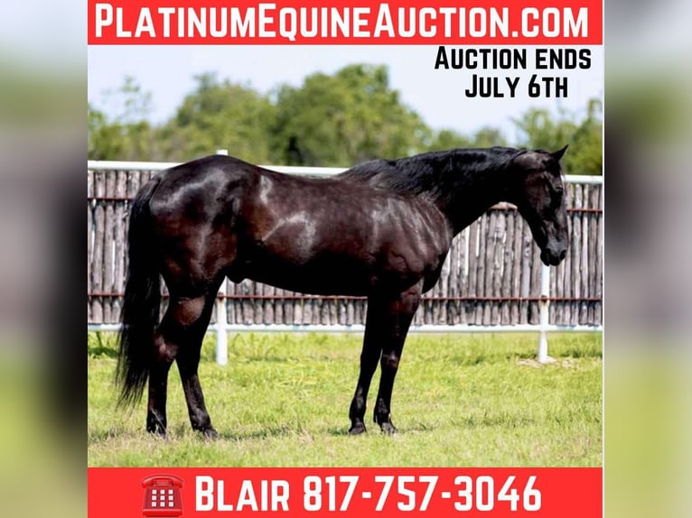 Caballo cuarto de milla Caballo castrado 17 años 160 cm Negro in Weatherford TX
