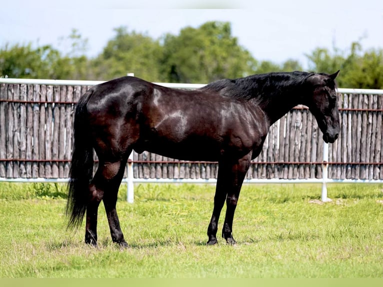 Caballo cuarto de milla Caballo castrado 17 años 160 cm Negro in Weatherford TX