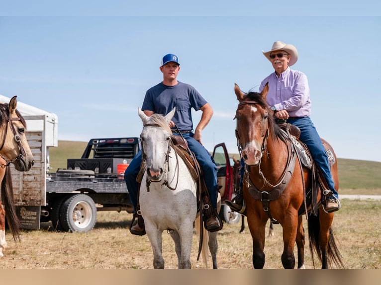 Caballo cuarto de milla Caballo castrado 17 años 163 cm Castaño rojizo in Statesville