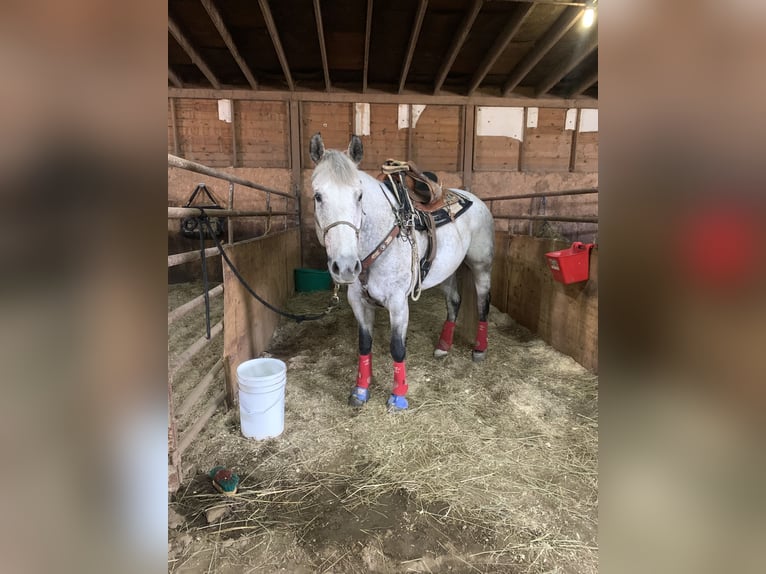 Caballo cuarto de milla Caballo castrado 17 años 163 cm Tordo in Akron, Iowa