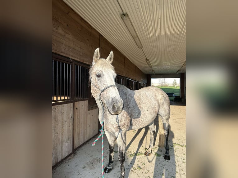 Caballo cuarto de milla Caballo castrado 17 años 163 cm Tordo in Akron, Iowa