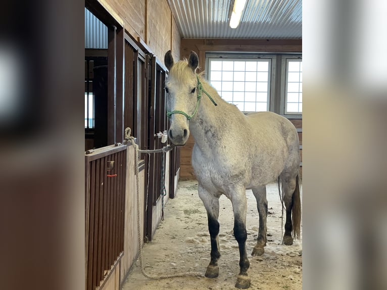 Caballo cuarto de milla Caballo castrado 17 años 163 cm Tordo in Akron, Iowa