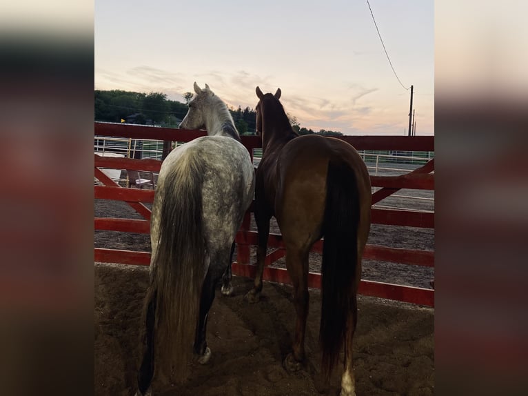 Caballo cuarto de milla Caballo castrado 17 años 163 cm Tordo in Akron, Iowa