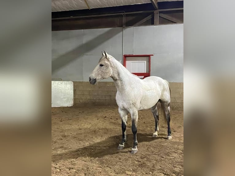 Caballo cuarto de milla Caballo castrado 17 años 163 cm Tordo in Akron, Iowa